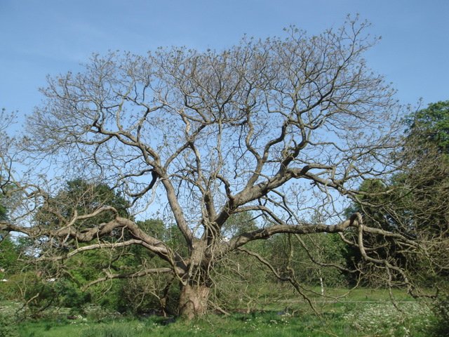 Catalpa silhouette